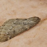 Alsophila aescularia - Piadivka marcová 164910