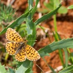 Boloria selene - Perlovec dvanásťškvrnný IMG_2373