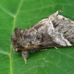 Drymonia dodonaea - Chochlatka hnedá 220959