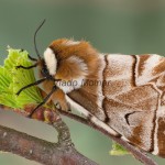 Endromis versicolora - Strakáš brezový 212251