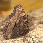 Nymphalis polychloros - Babôčka brestová 21-02-15