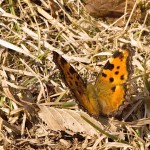 Nymphalis polychloros - Babôčka brestová IMG_3390