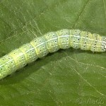 Orthosia cerasi - Mora lipová 20-50-23