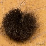 Phragmatobia fuliginosa - Spriadač štiavcový 21-47-38