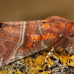 Scoliopteryx libatrix - Mora pivničná 19-52-54