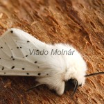 Spilosoma lubricipeda - Spriadač obyčajný 115117