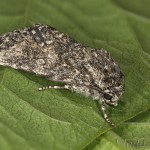 Subacronicta megacephala - Mramorovka veľkohlavá 20-34-57