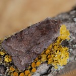 Cerastis rubricosa -Mora červenosivá 19-32-10