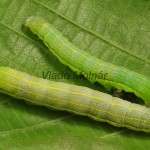 Orthosia gothica - Mora ovocná 21-57-32