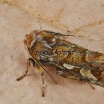 Panolis flammea - Mora borovicová 110359
