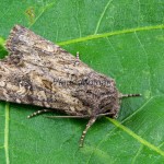 Apamea anceps - Sivkavec rúbaniskový 090051