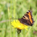 Aglais urticae - Babôčka pŕhľavová IMG_0500