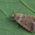 Caradrina clavipalpis - Sivkavec štvorbodý 140413