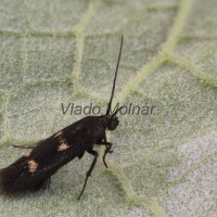 Parascythris muelleri -Tmavomôľka Müllerova 201307