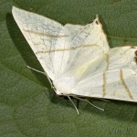 Ourapteryx sambucaria - Listnatka bazová 23-06-26