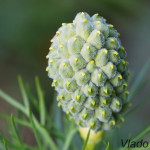 Adonis vernalis - Hlaváčik jarný IMG_2398