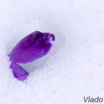 Crocus discolor - Šafran spišský IMG_5924