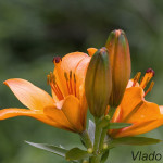 Lilium bulbiferum - Ľalia cibuľkonosná IMG_3249