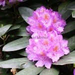 Rhododendron sp. - Rododendron 18-34-07
