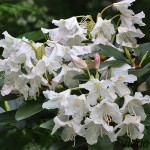 Rhododendron sp. - Rododendron 194341