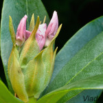 Rhododendron sp. - Rododendron IMG_9021m