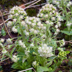 Petasites albus - Deväťsil biely IMG_8676