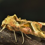 Phlogophora meticulosa - Sivkavec mramorovaný 182606