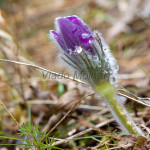 Pulsatilla subslavica - Poniklec prostredný IMG_6897