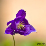 Aquilegia vulgaris - Orlíček obyčajný IMG_0308