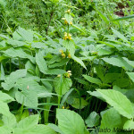 Lamium galeobdolon  - Hluchavka žltá IMG_0069