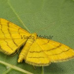 Idaea aureolaria - Piadica zlatožltá 201513