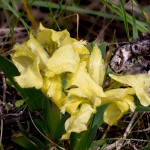 Iris pumila L. - Kosatec nízky 20-23-11