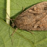 Apterogenum ypsillon - Sivkavec ypsilon 22-22-13