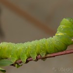 Brachionycha nubeculosa - Mora marcová 18-58-24