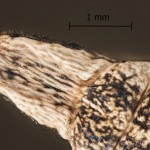 Aglais urticae - Babôčka pŕhľavová 10-31-28vs