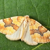 Cidaria fulvata - Piadivka žltá 12-18-14